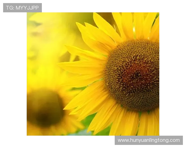 凯发这个平台怎么样适合新手玩家吗详细攻略解析 凯发这个平台怎么样适合新手玩家吗详细攻略解析